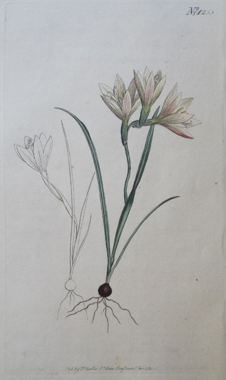Print - No. 1255 (Geissorhiza Setacea. Narrowest-leaved Tile-root.) - Sansom